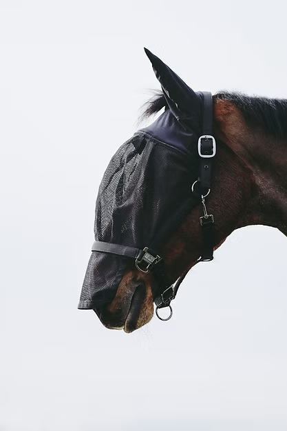 Equitheme, Grimma + Flughuva