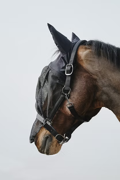 Equitheme, Grimma + Flughuva