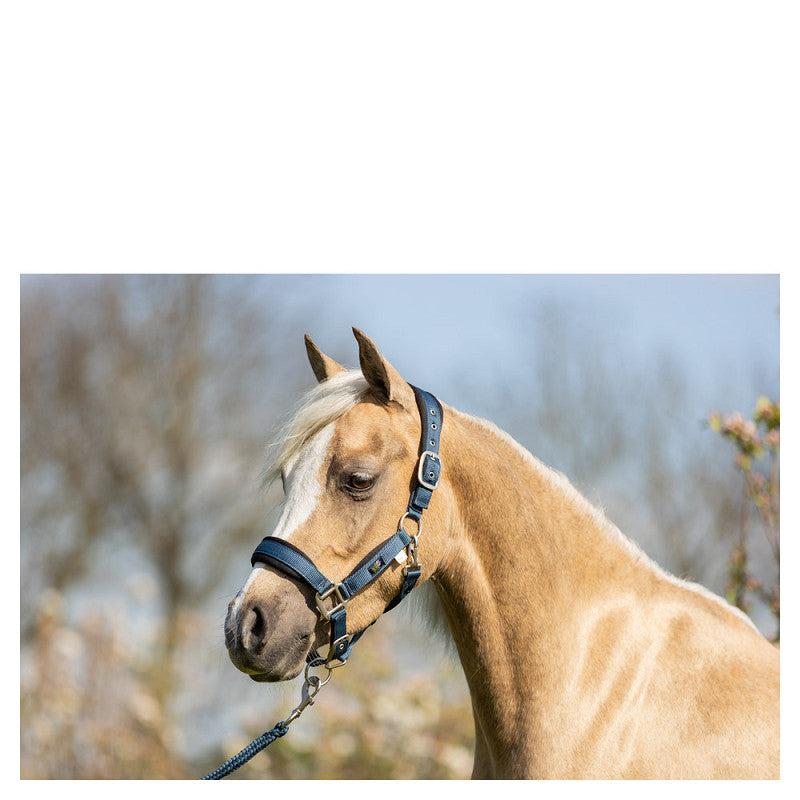 BR Mini Horse Halter with Lead Rope