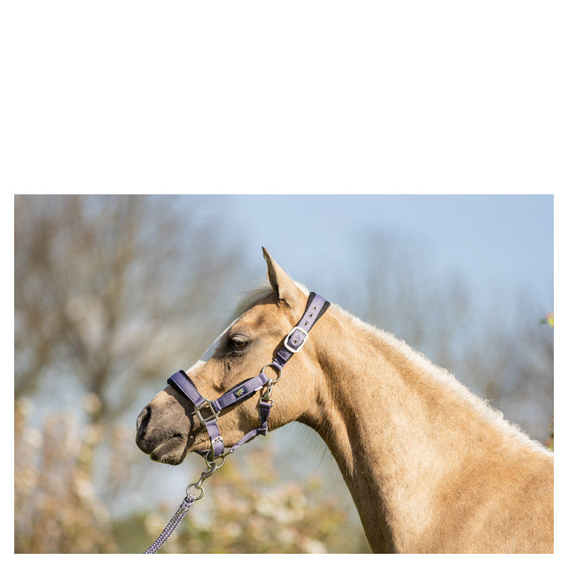 BR Mini Horse Halter with Lead Rope