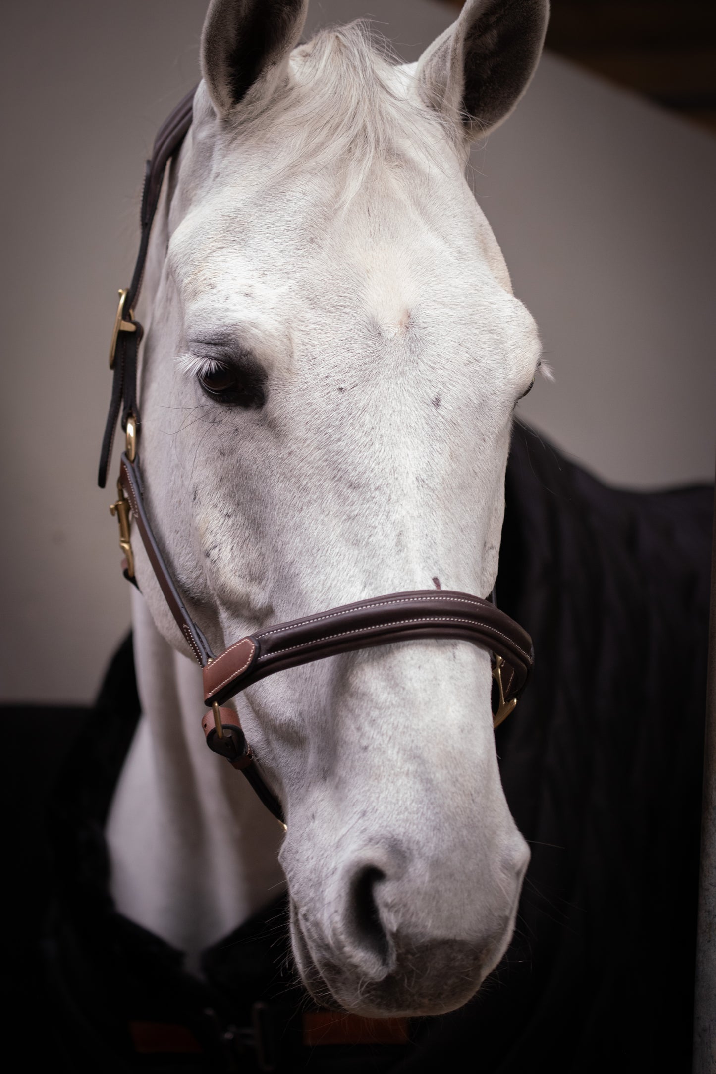 PADDOCK 2-färgad Lädergrimma