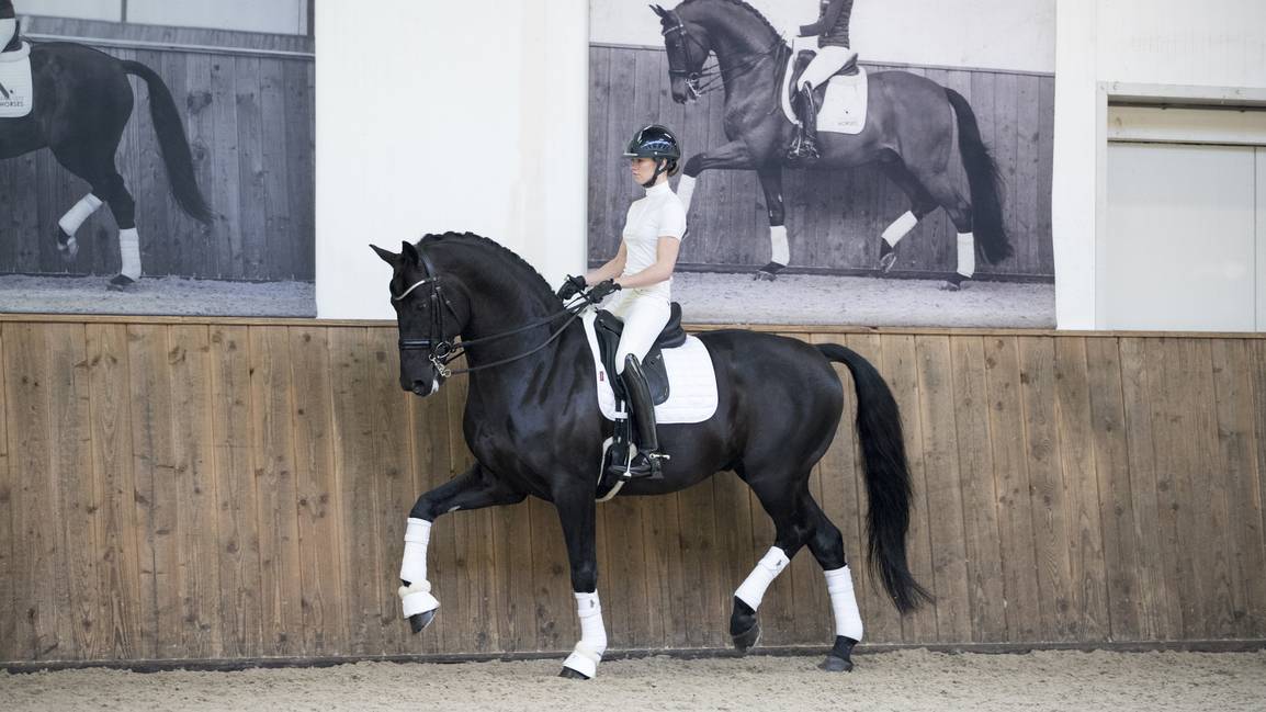 LM Loire Classic Dressyrkorg VIT