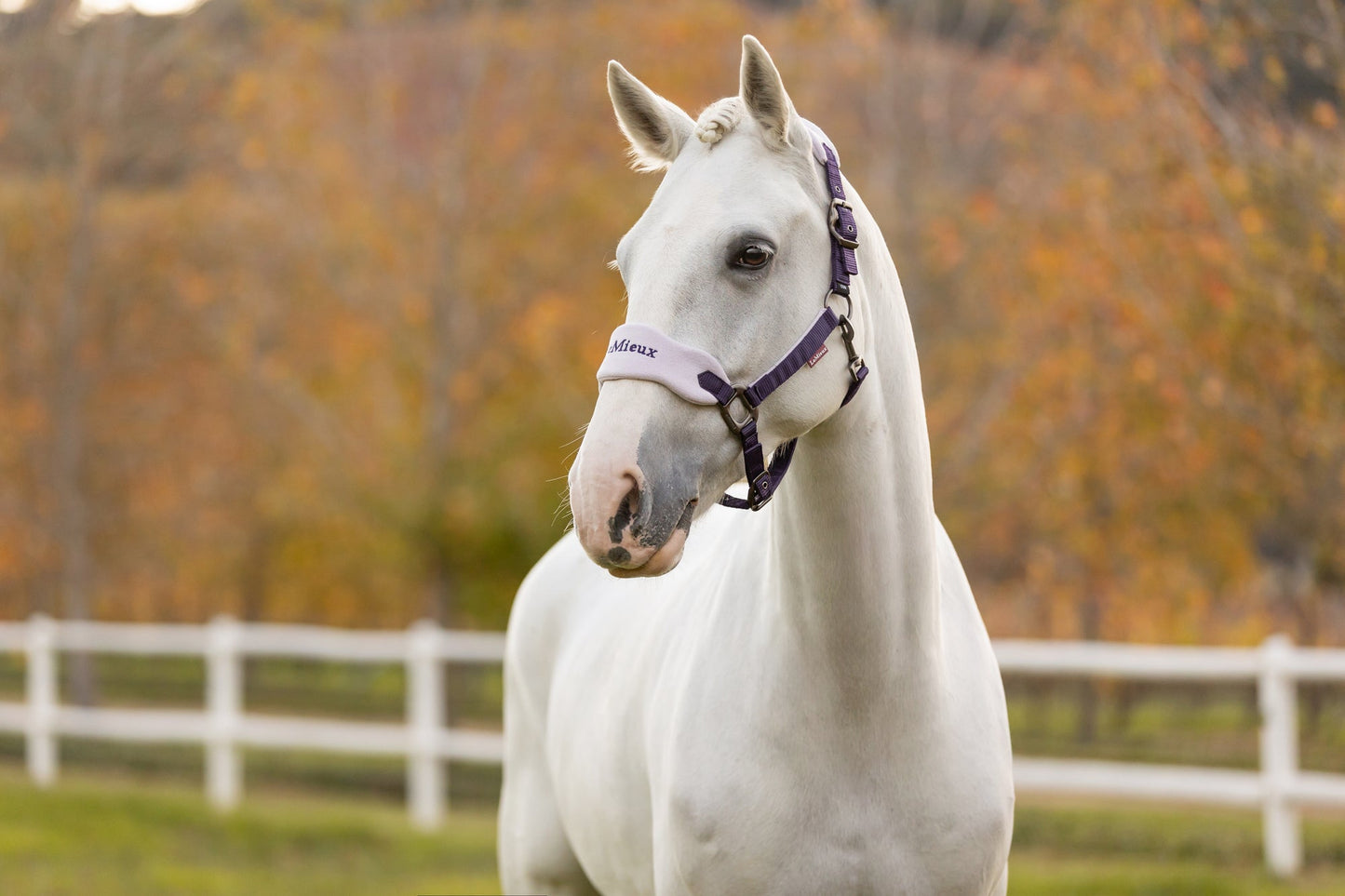 AW25 LM Vogue Grimma & Grimskaft Juniper