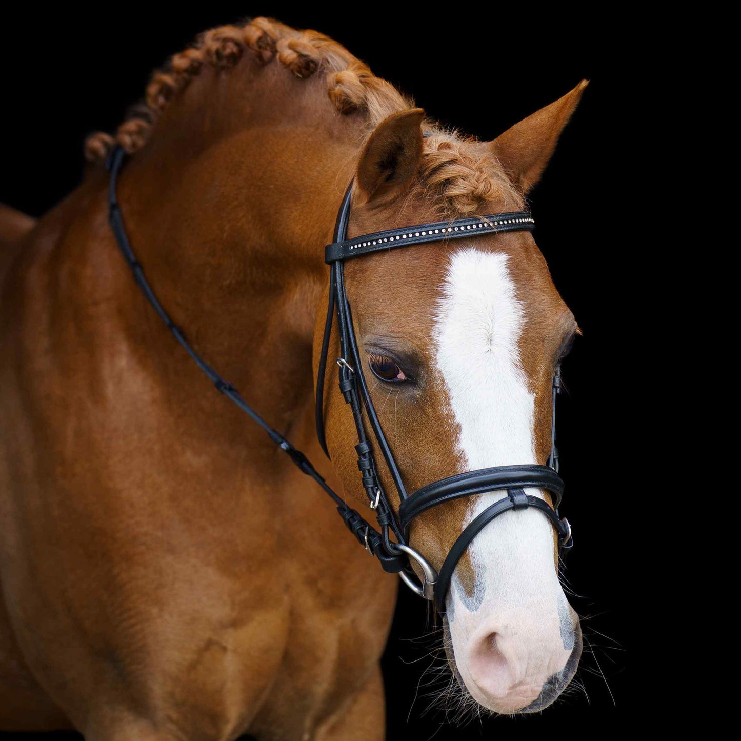 SHETTY Bridle IRHStormy