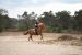 Imperial Riding Bareback pad IRHFree ride