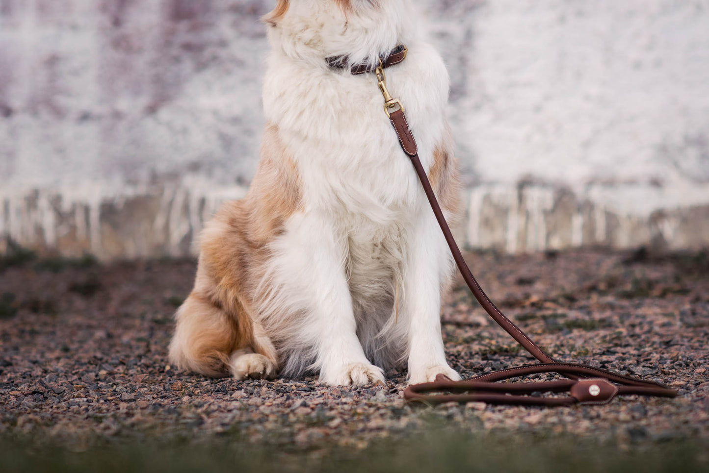 Alba Hundkoppel