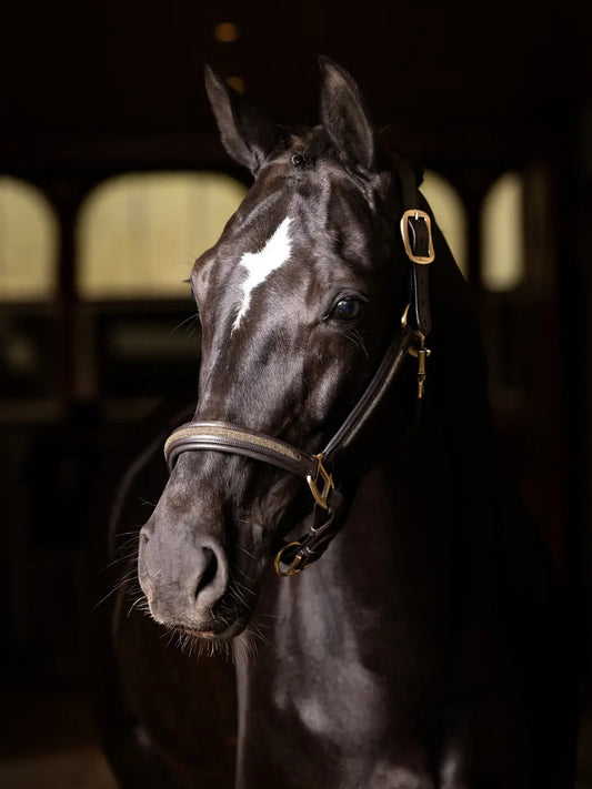 Imperial LeMieux Leather Crystal Headcollar Brown