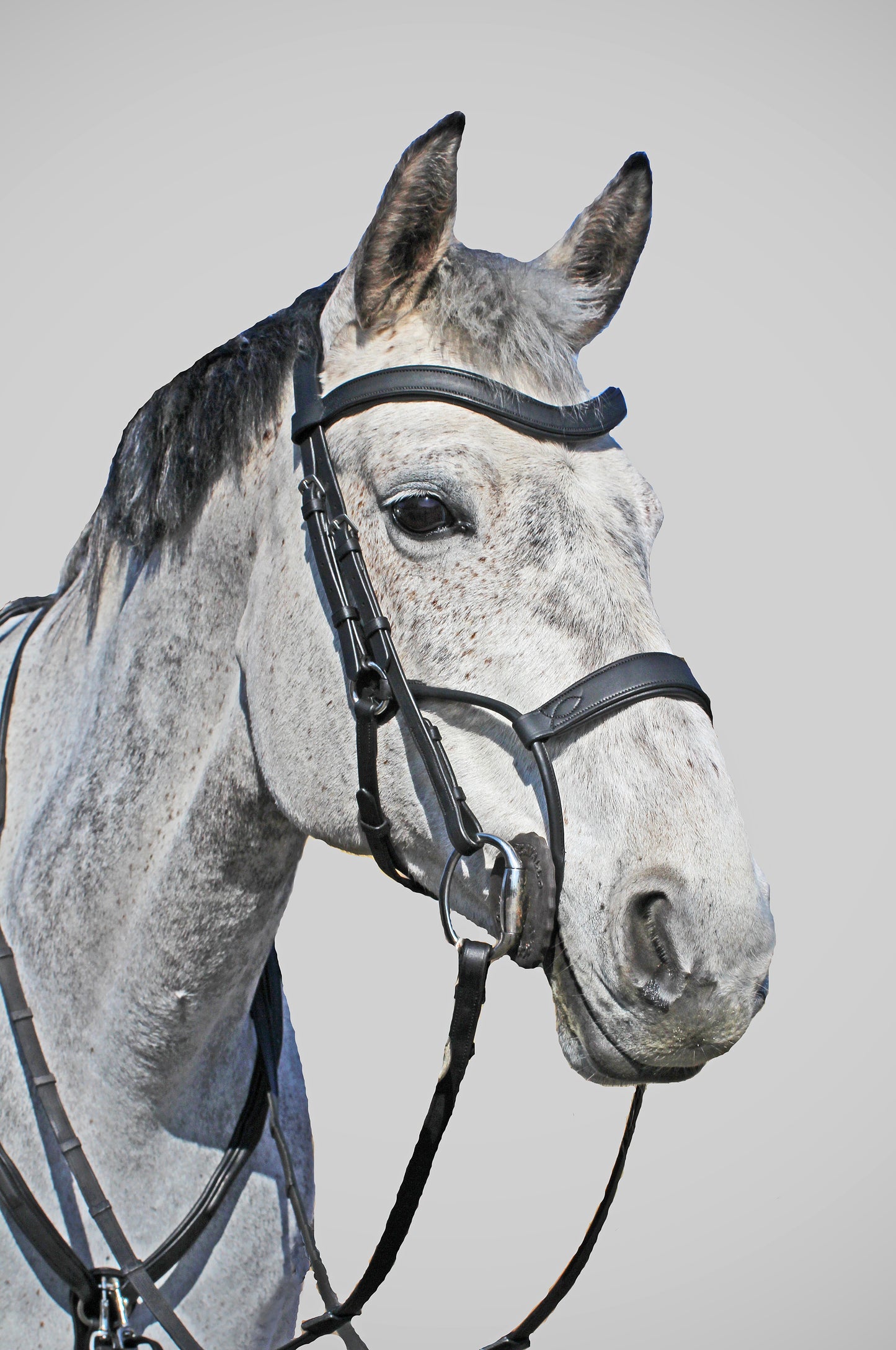 Melefors Equestrians Träns High Jump ME