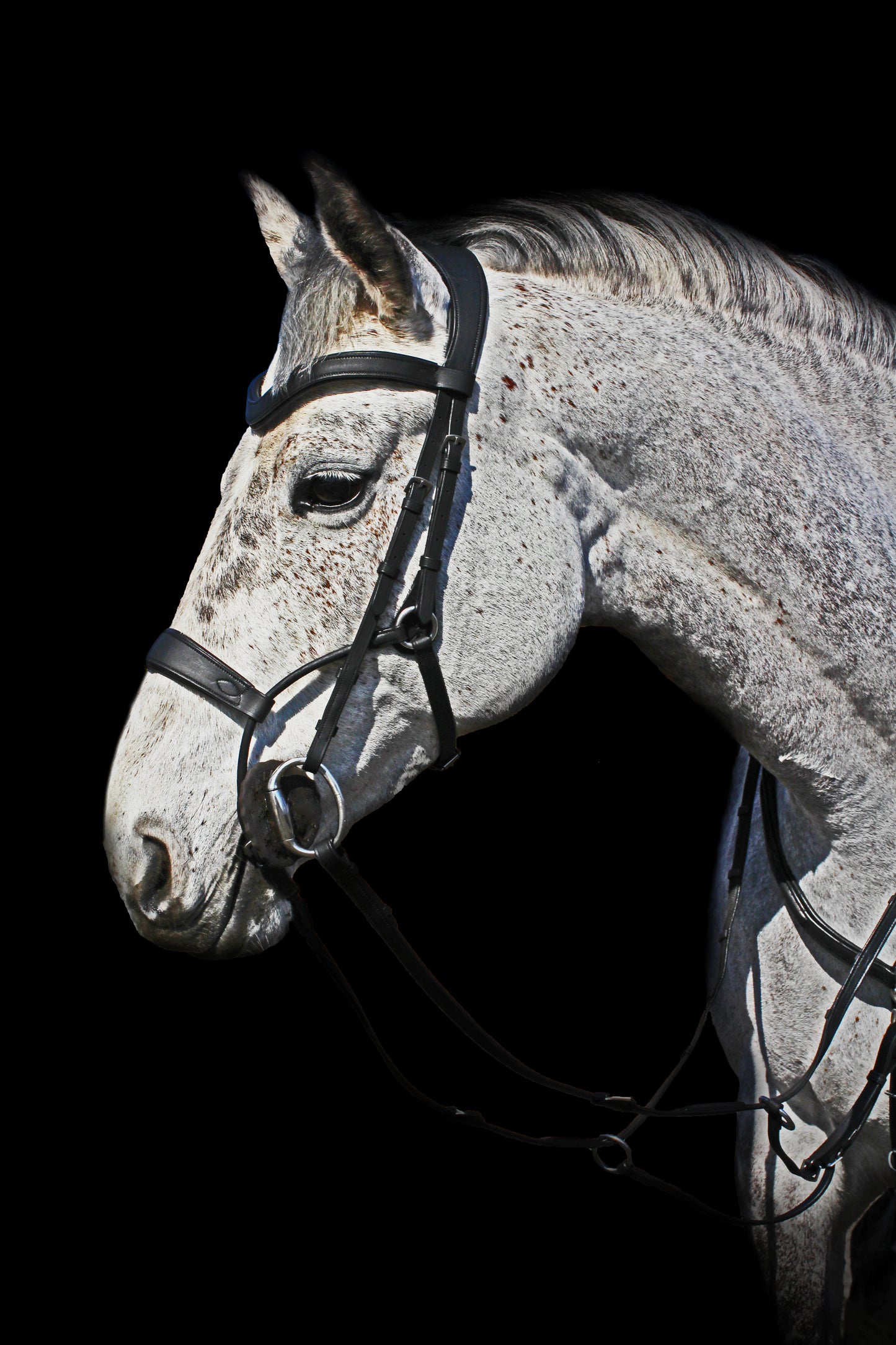 Melefors Equestrians Träns High Jump ME