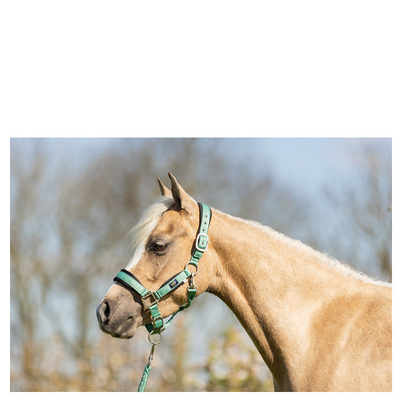 BR Mini Horse Halter with Lead Rope