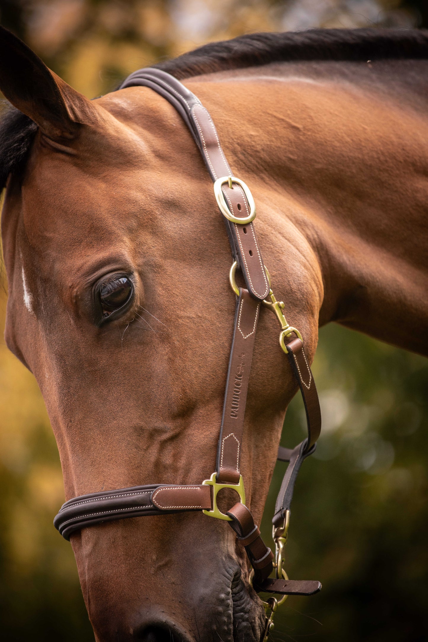 PADDOCK 2-färgad Lädergrimma