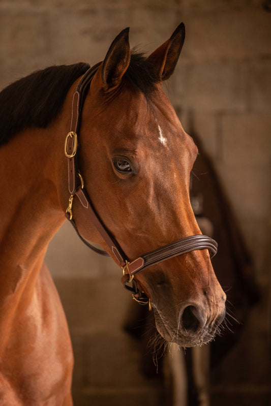 PADDOCK 2-färgad Lädergrimma