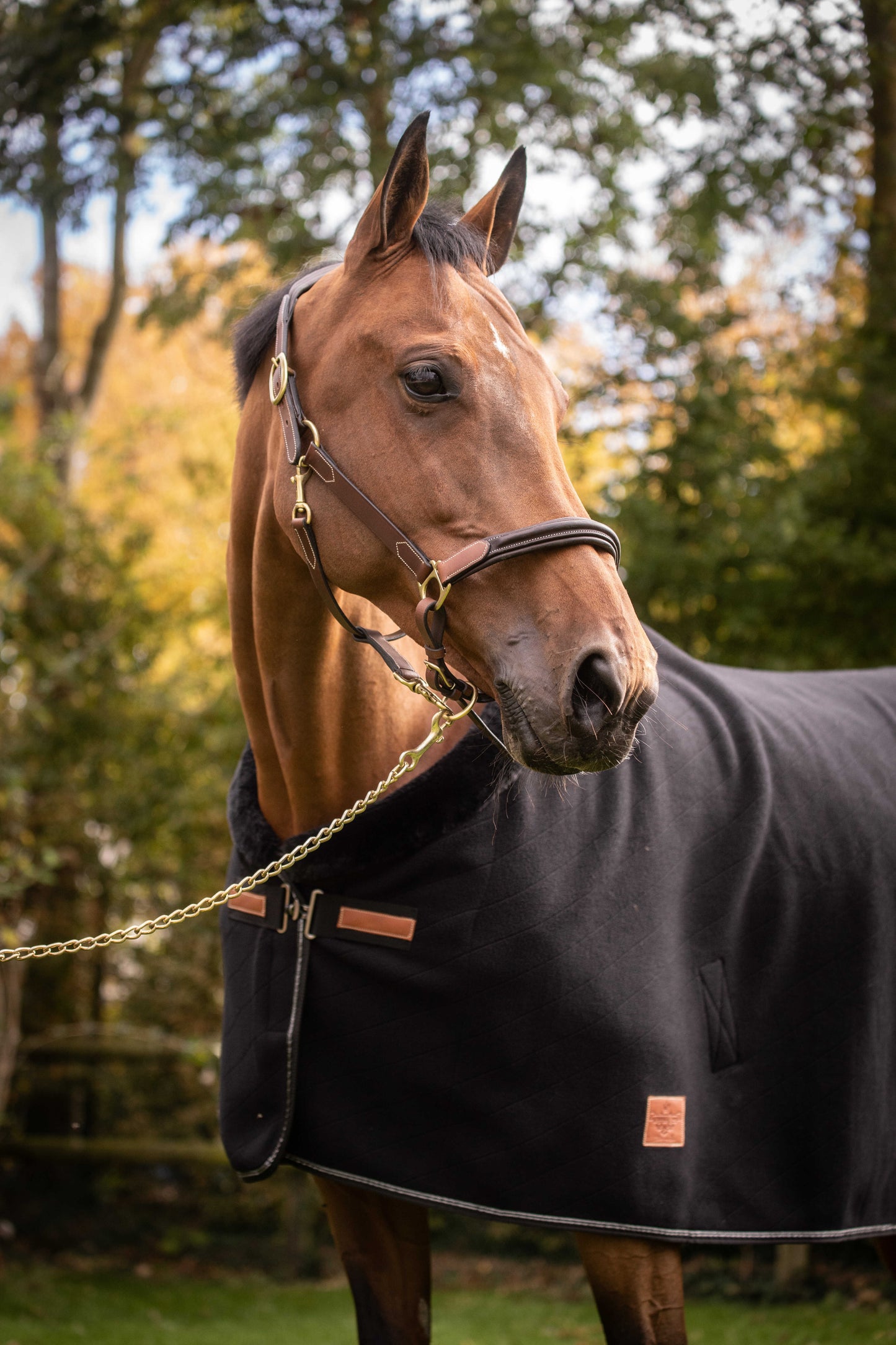 PADDOCK 2-färgad Lädergrimma