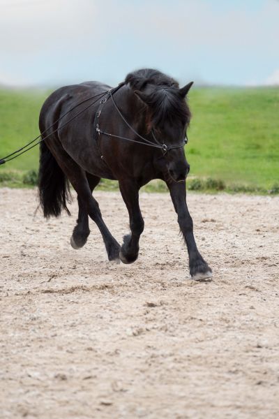 Imperial Riding Double lunging rein IRHFree Ride