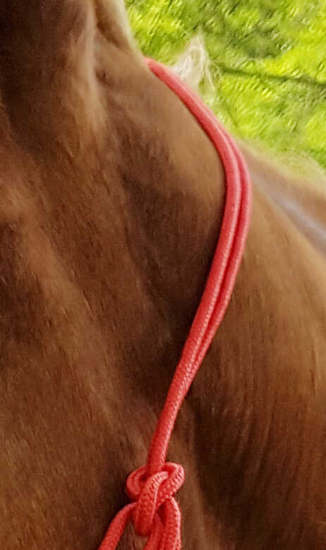 Riding World Tunn Repgrimma