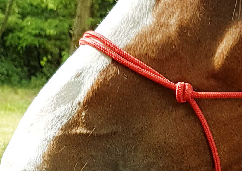 Riding World Tunn Repgrimma