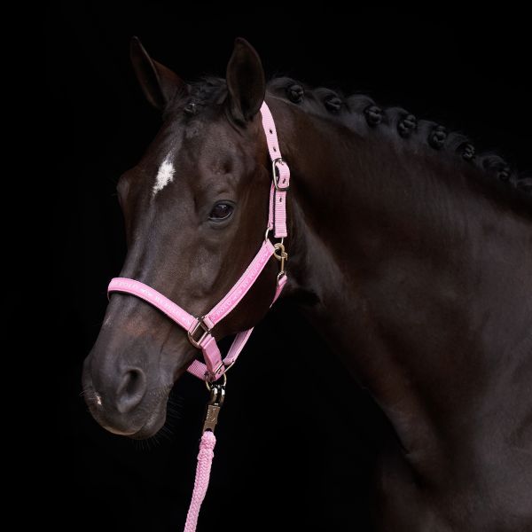 HVPolo Headcollar HVPNena