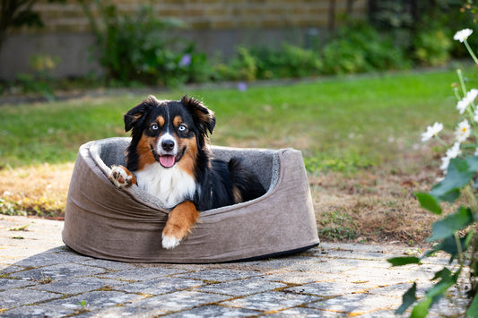 Sherpa Hundbädd Med Hög Kant Brun