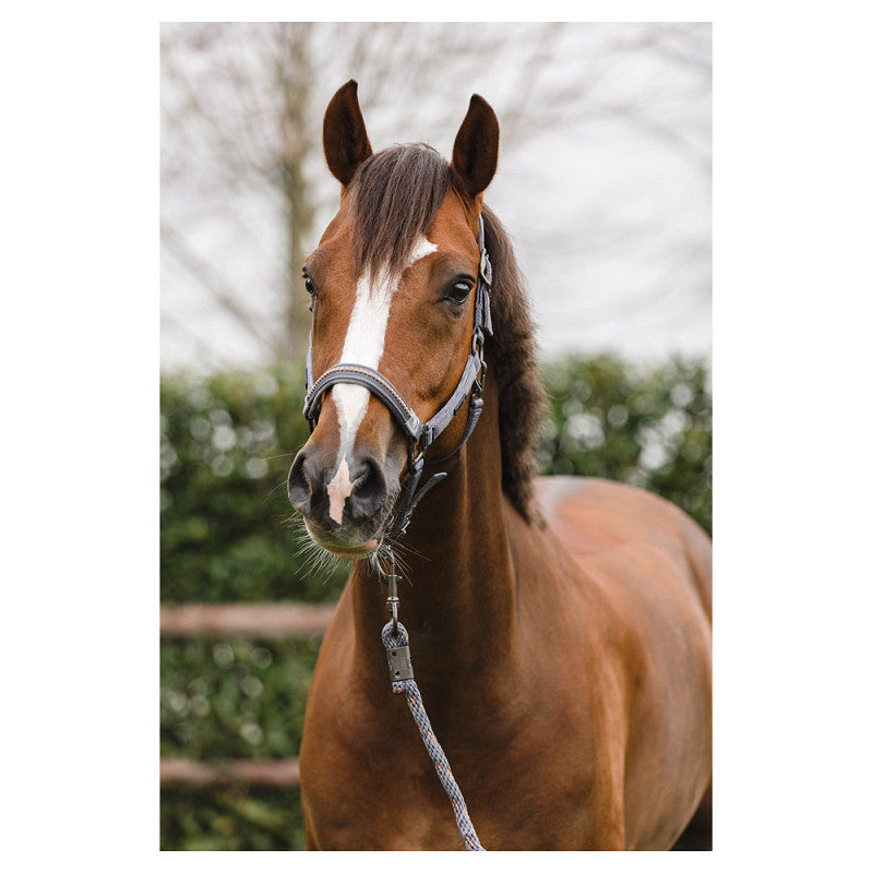 ANKY® halter and Lead stones ATH23001