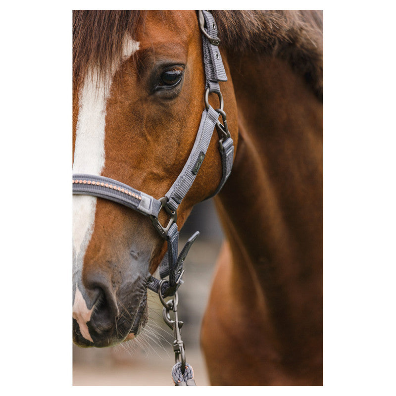 ANKY® halter and Lead stones ATH23001