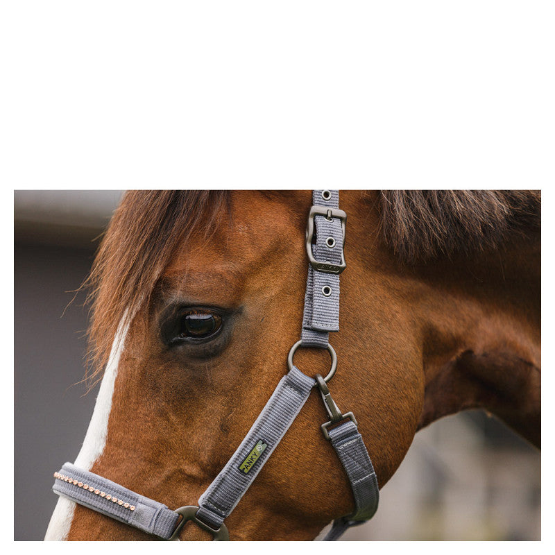 ANKY® halter and Lead stones ATH23001