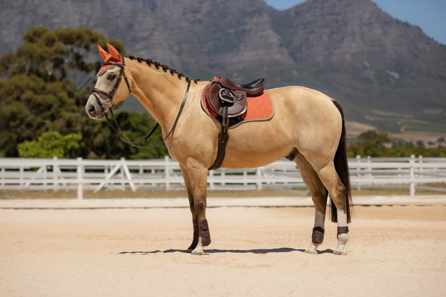 SS24 LM Classique Mocka CC Fyrkantig Aprikos