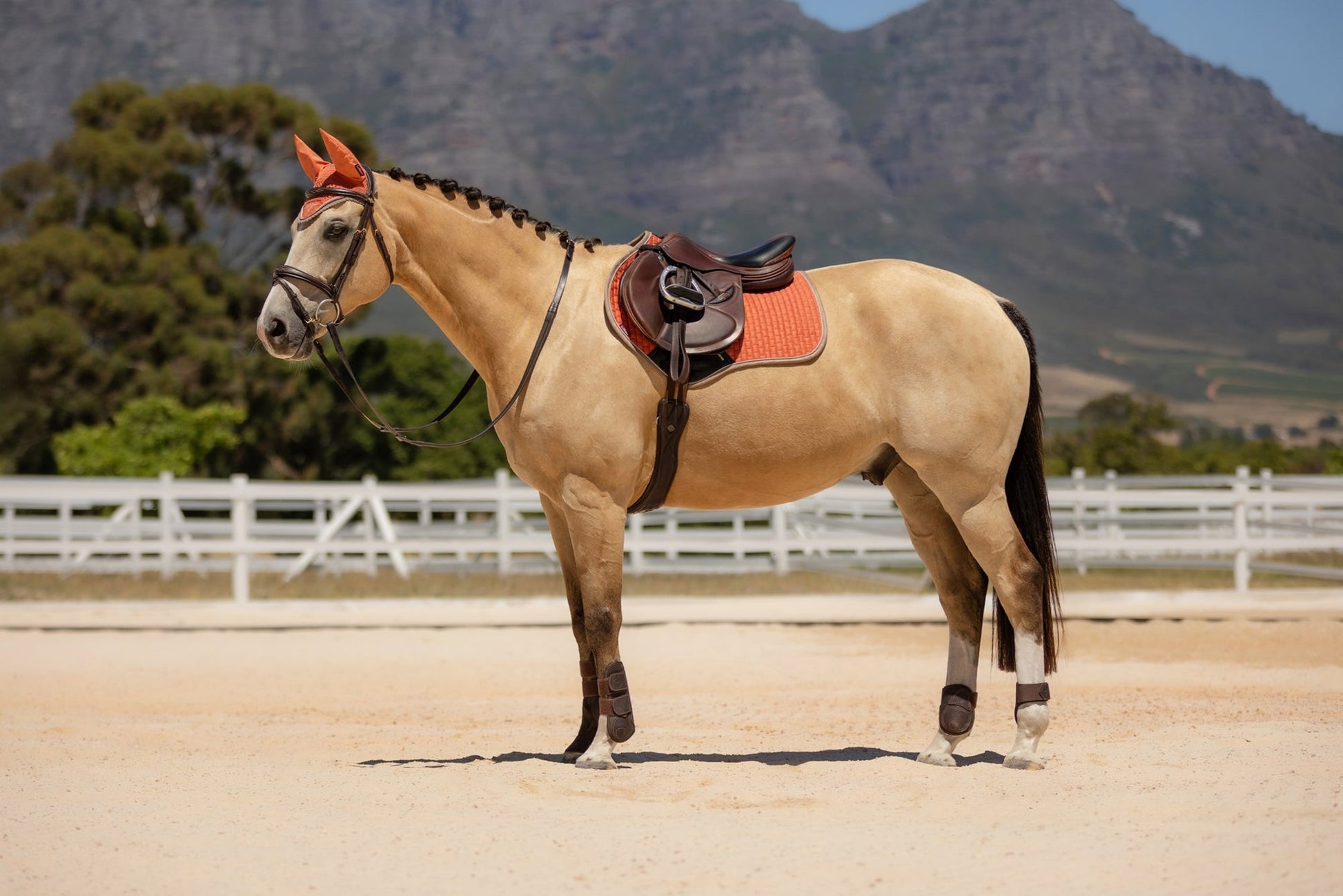 SS24 LM Classique Mocka CC Fyrkantig Aprikos