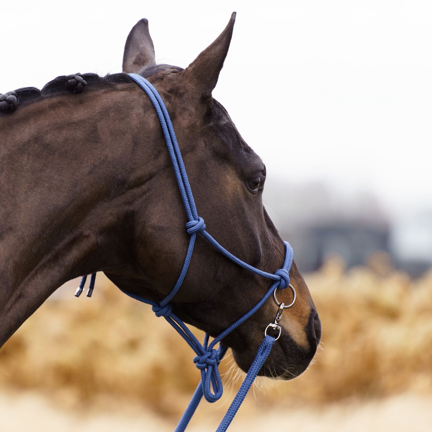 Imperial Riding IRHFree Ride Ridrepgrimma