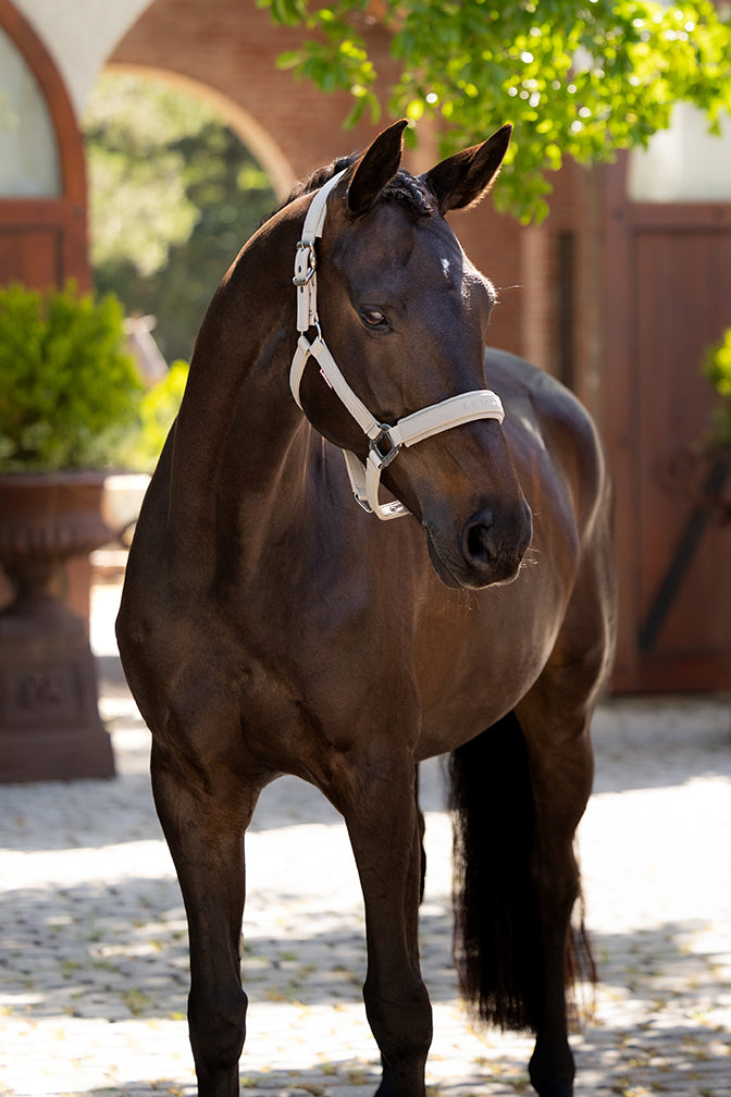 SS25 Essence Huvudgrimsmuskel Sten
