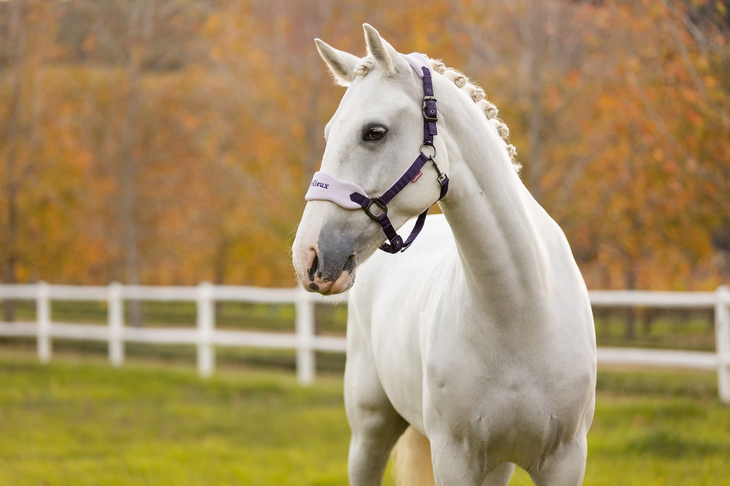 AW25 LM Vogue Grimma & Grimskaft Juniper