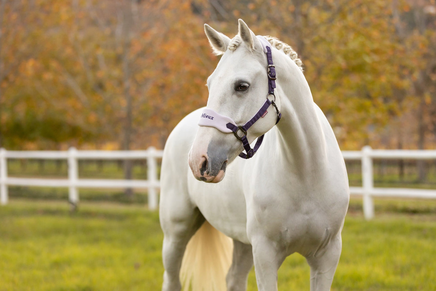 AW25 LM Vogue Grimma & Grimskaft Juniper