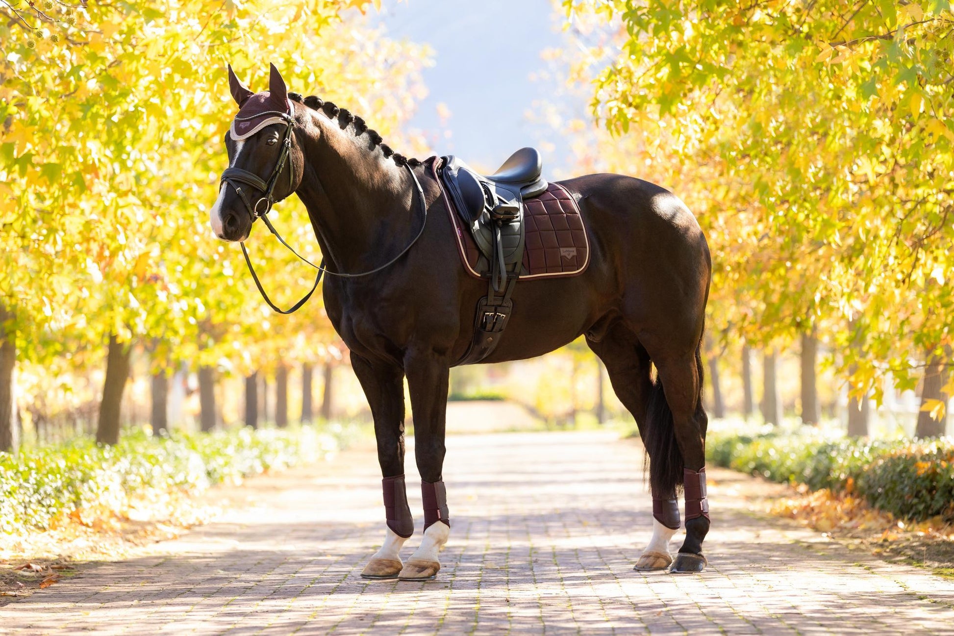 AW25 LM Loire Classic Dressage Square Damson