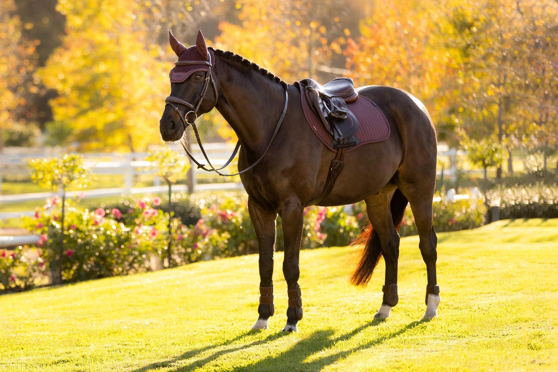 AW25 LM Essence Eurojump Square Damson