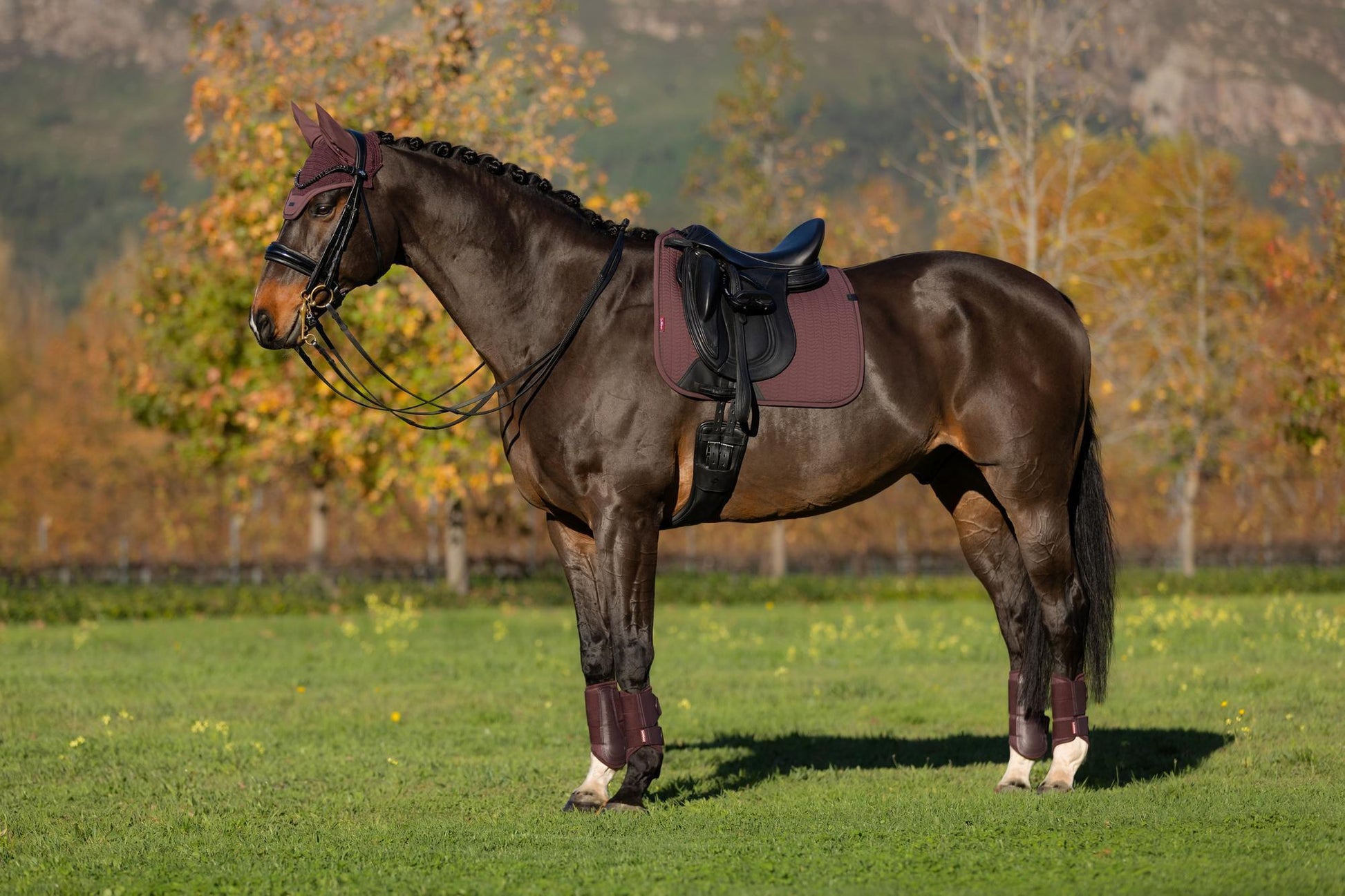 AW25 LM Essence Dressage Square Damson