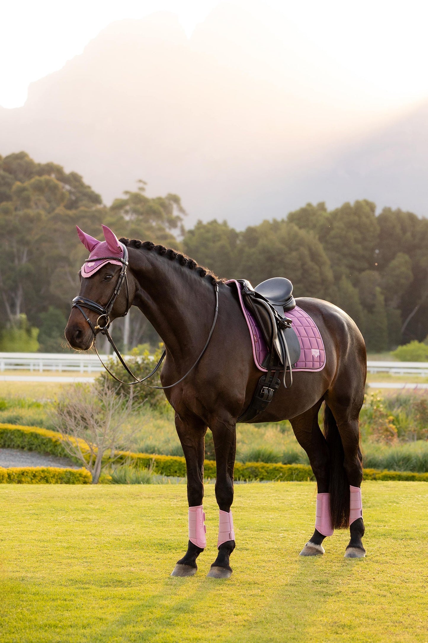 Loire SS26 Loire Classic Dressage Square Mallow