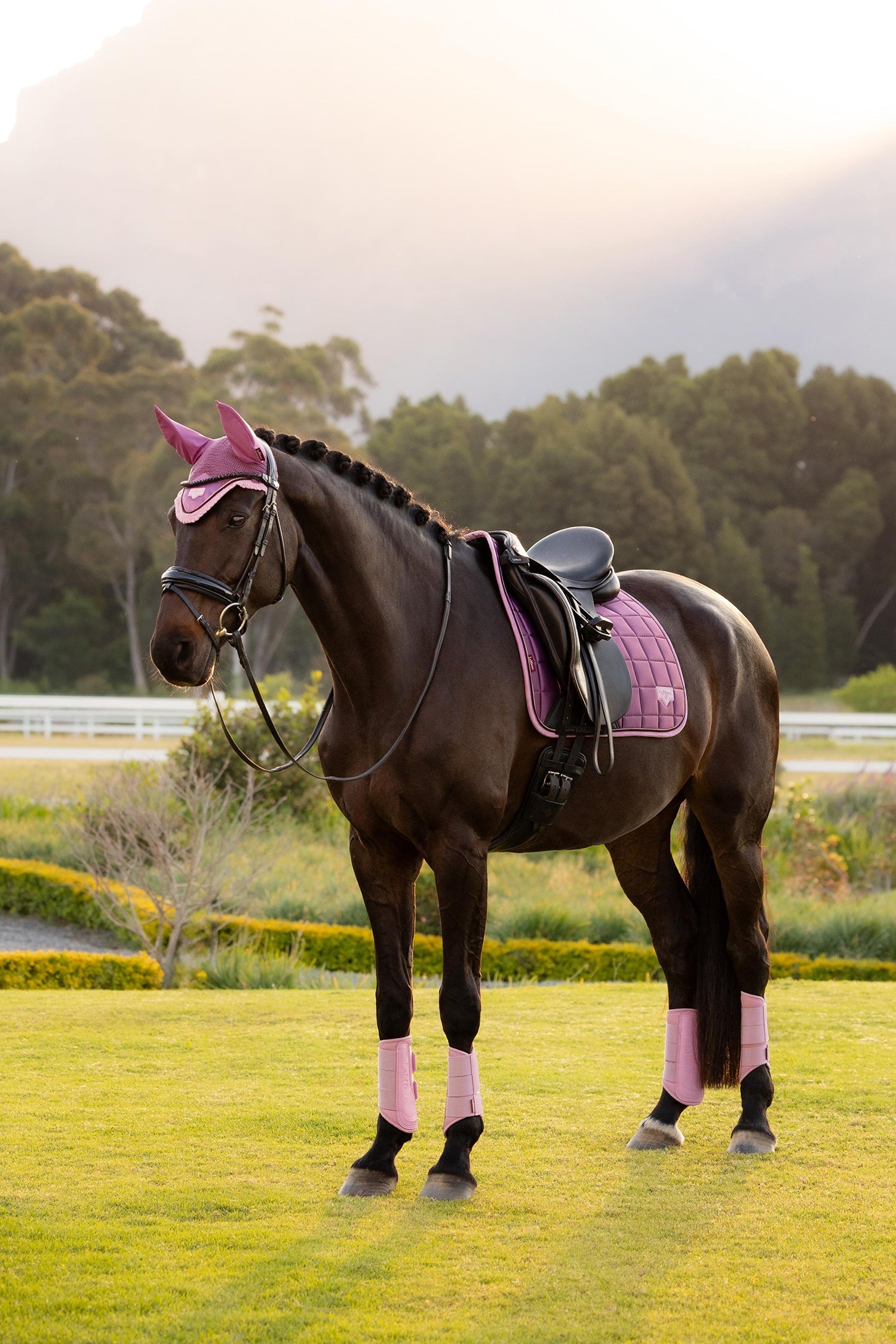 Loire SS26 Loire Classic Dressage Square Mallow