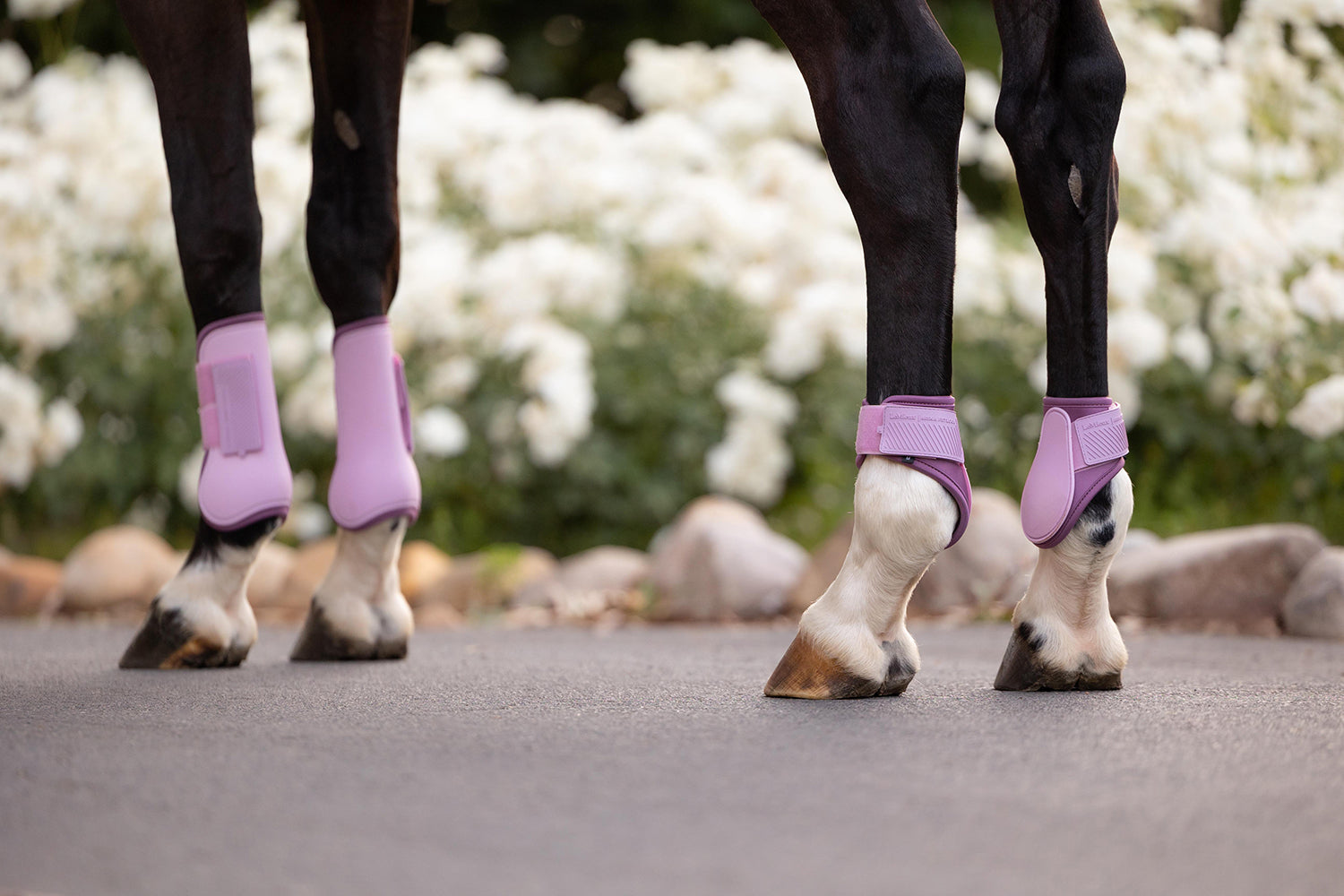 LeMieux SS26 Arika Fetlock Boot Fondant