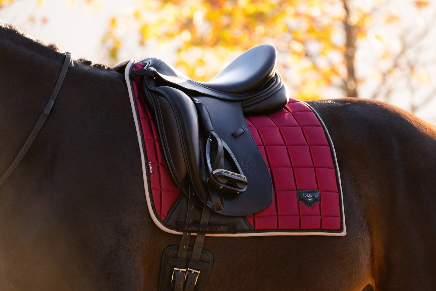 AW24 Loire Classic Dressyr Square Ember