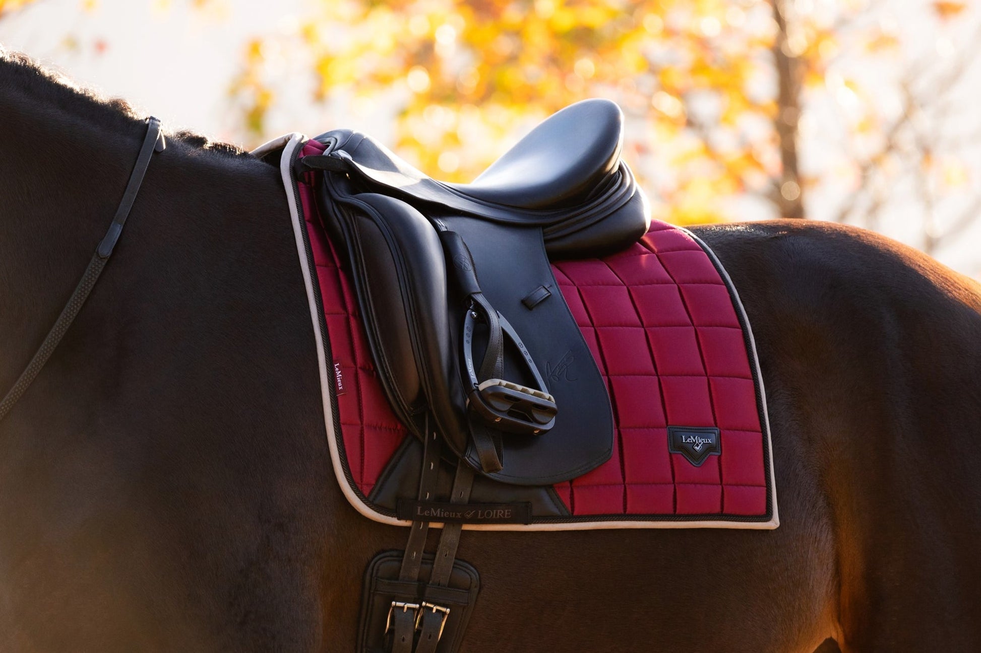 AW24 Loire Classic Dressyr Square Ember