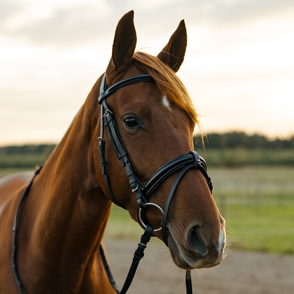 Hansbo Sport Träns Jolie Aachen Svart