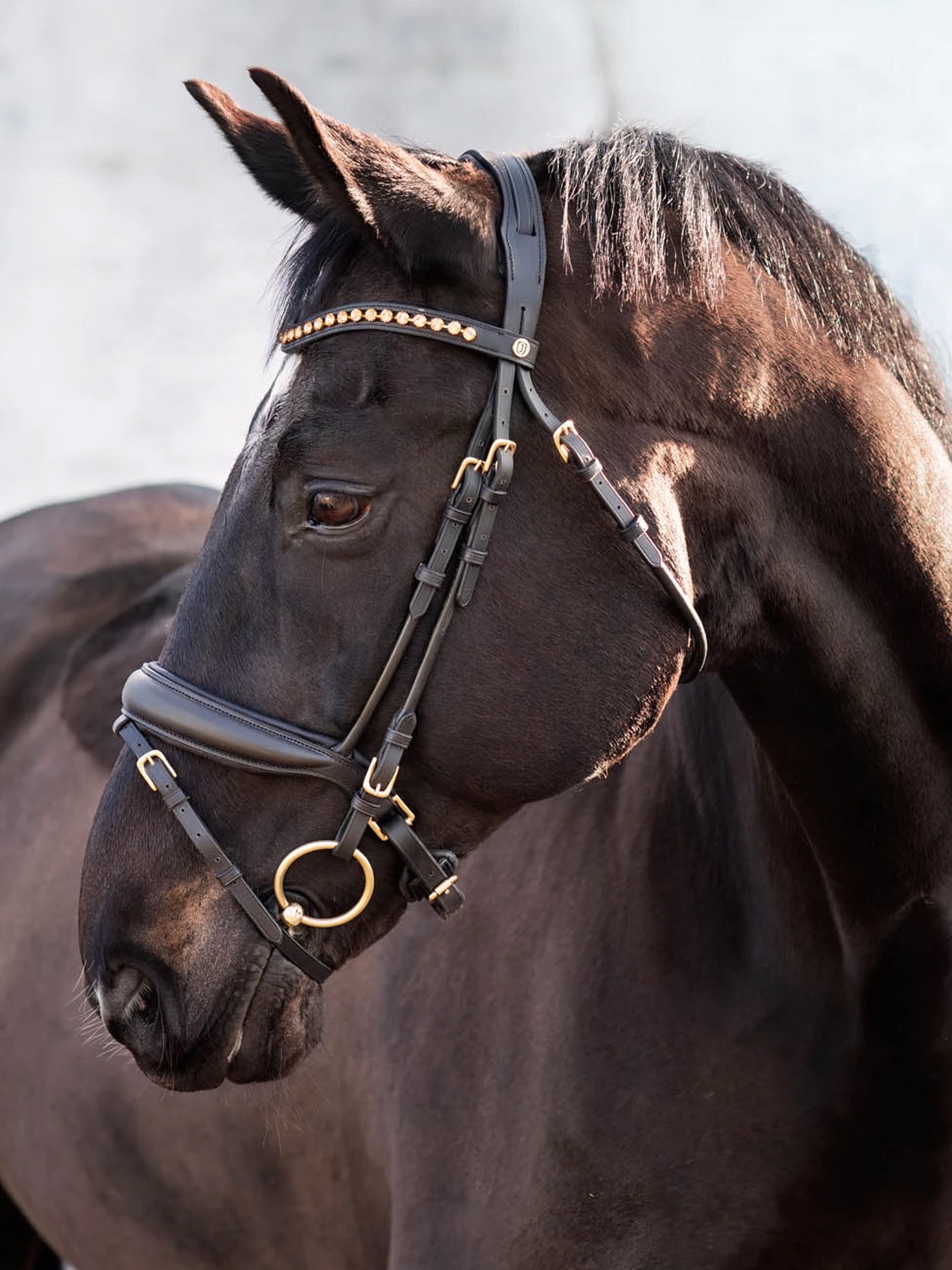 Cleveland Dressage Bridle