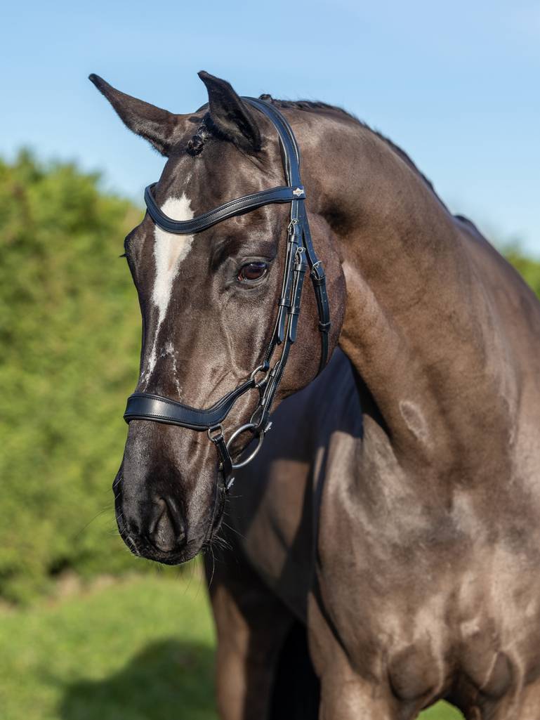 LM Arika Drop Bridle Svart/Silver