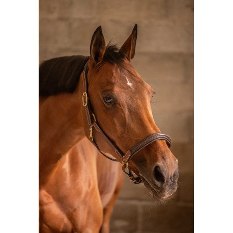 Lädergrimma med 3 snäppkrokar – PADDOCK