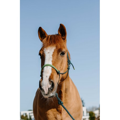 Repgrimma + ledrep NORTON – Mocka