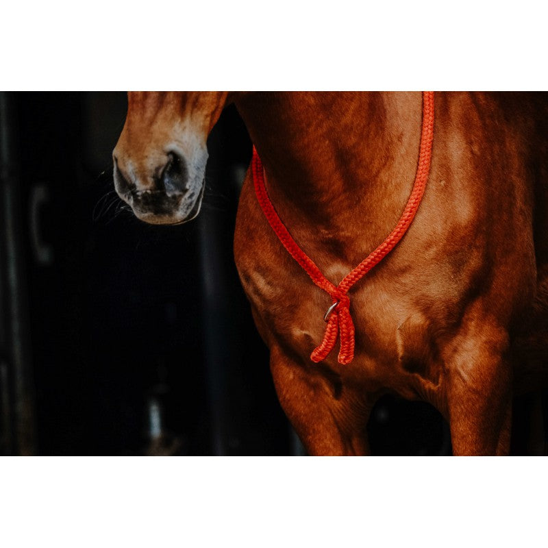Norton NORTON Ethological Collar