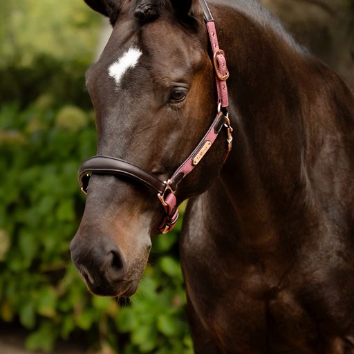 Le Mieux LM Capella Headcollar Orchid